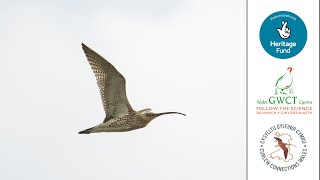 Curlew Connections Wales - Curlew Meditation Music | Cerddoriaeth Myfyrdod y Gylfinir