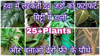 25+ पौधे जिनकी जड़े हवा में लटक रही हैं/plants already have roots/grow cuttings in monsoon/July