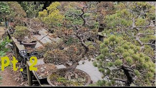 Bonsai garden HAYAFUNE - SEIKOUEN  Pt.2 (Angyo, Saitama Pref.) ・盆栽：早船静香園　後篇（安行・埼玉県）