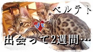 【第3話】ベンガル猫ベルテト…2週間で恋が始まった？