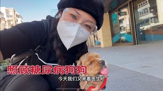 狗狗得了糖尿病 澳洲医生都建议安乐死 现在怎么样了？