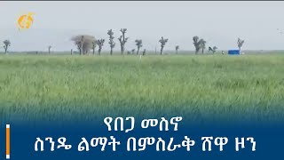 የበጋ መስኖ ስንዴ ልማት በምስራቅ ሸዋ ዞን