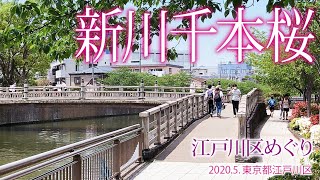 江戸川区めぐり【新川千本桜】2020.5.東京都江戸川区