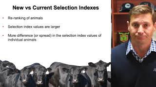 Introducing the new Angus Selection Indexes