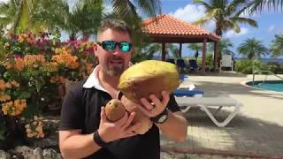 How To Crack Open A Coconut