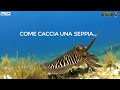 pescasub 2 lampughe giganti improvvise a riva pesca subacquea nel sottocosta spearfishing big mahi