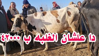 ارخص بقره خليط والده في العالم فرصه للي يلحق مع الاستاذ