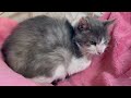 人馴れno！だった老猫のグレ男くんが抱っこさせてくれた！【old cat】