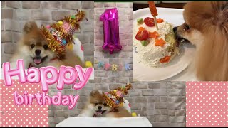 ポメラニアン１歳のお誕生日記念　チャンネル紹介🐶Moa 1st birthday. Cute japanese pomeranian. Celebration with birthday cake