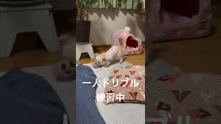 うりちゃん　ドリブルテクニック　#チワワ　#犬のいる生活　#shorts