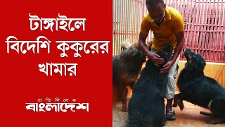 কুকুরের খামার করে তাক লাগিয়ে দিলেন এক খামারি! | Protidiner Bangladesh