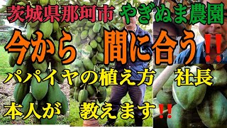 ＃パパイヤの植え方　那珂パパイヤ　詳しく教えます！鈴なり状態です！茨城県那珂市＃やぎぬま農園の社長本人から直接、教えてくれました！