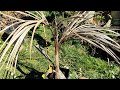 Coconut Tree After 6 Months In Greenhouse