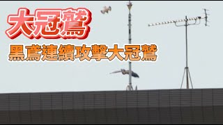 黑鳶連續攻擊大冠鷲_窗外鳥世界_2024-03-22