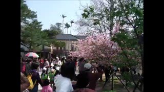 160302新竹公園河津櫻