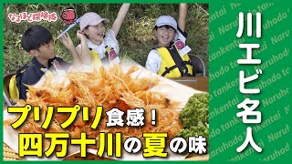 カラっとプリプリ食感！四万十川の川エビ漁を探検【そーなんだ！なるほど探検隊】