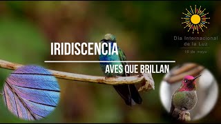 Aves que brillan: Iridiscencia | Día Internacional de la Luz 2019