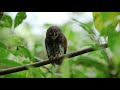 chestnut backed owlet documentary video sri lanka