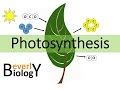 Photosynthesis