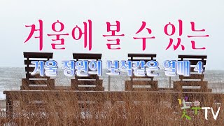 20 겨울 정원의 보석 열매 / 겨울 정원을 지키는 나무 열매들 4