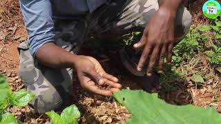 கடும் வறட்சியை சமாளிக்க உதவும் மூடாக்கு (Mulching) தொழில்நுட்பம் | Summer maintenance | Mudaku