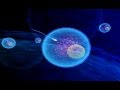 SPERM AND EGG -3D Animation medical