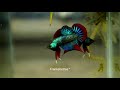 Wild betta imbellis full color by Franksbettas