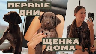 Мы завели собаку! Первые дни щенка дома | Курцхаар: собенности, уход, сложности