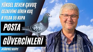 Cezaevine Giren Posta Güvercininin Hikayesi Yüksel Seven (Çavuş)