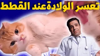 الولادة عند القطط_أعراض تعسر ولادة القطط وعلاجها_علامات الولادة عند القطط