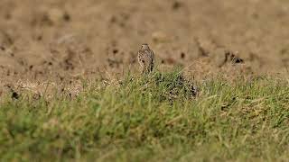 Calandra lark-Melanocorypha calandra-Γαλιάντρα