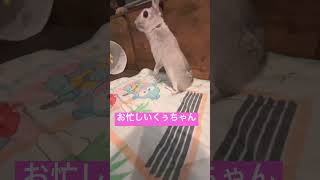 足ドン#忙しい#可愛いうさぎ#癒やし#