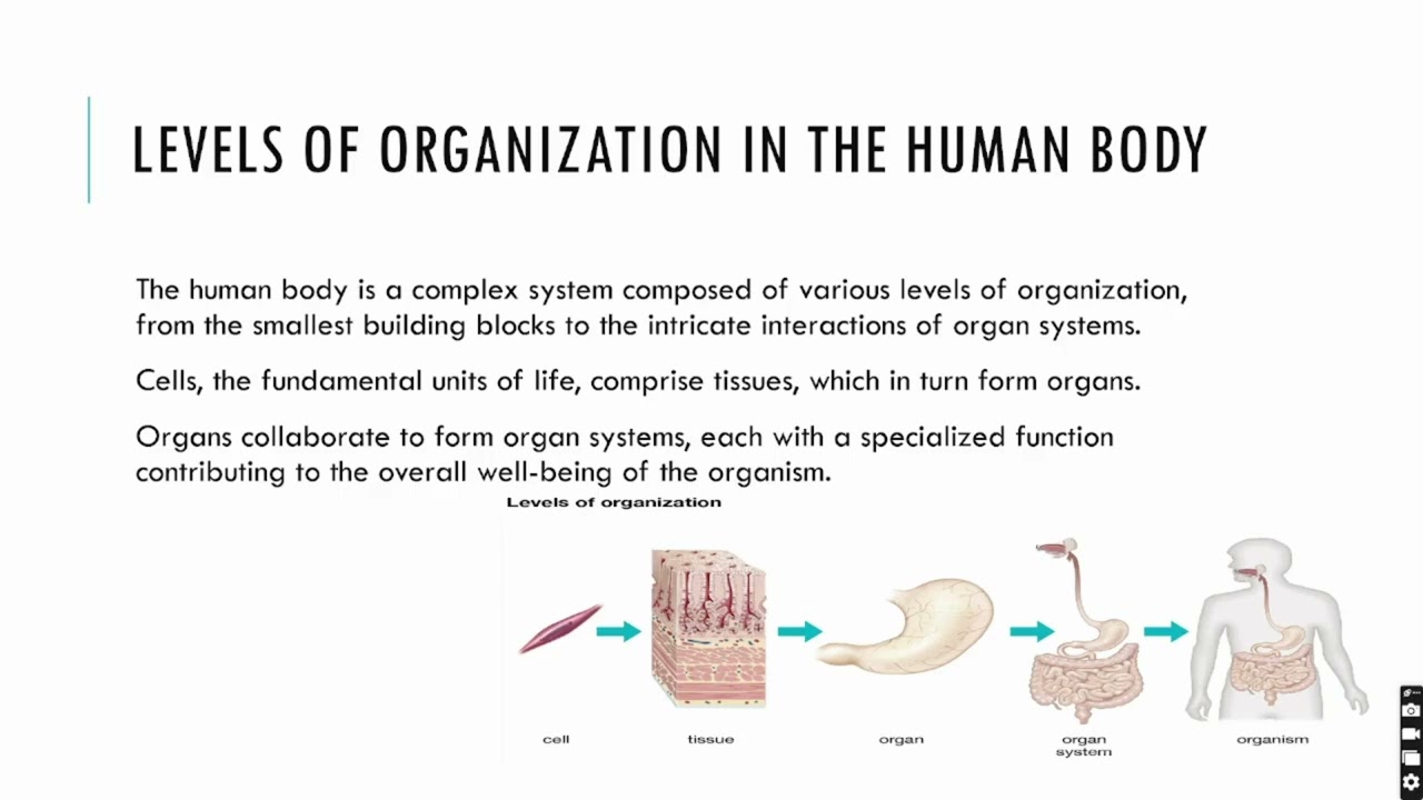 Intro To Physiology - YouTube