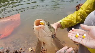 Carp fishing | Pop up carp bait with sweet corn