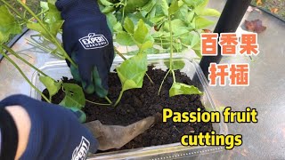 百香果扦插，一棵变多棵，还可以送给朋友passion fruit cutting#passionfruit #百香果