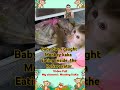 baby diem caught monkey kaka eating inside the refrigerator so funny monkeykaka monkey4u kaka