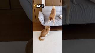 暴走前のためが長すぎる〜♪♪♪  #apt #shorts #犬と猫