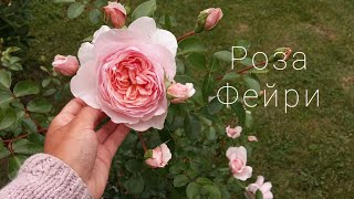 Роза Фейри - настоящее чудо / Rose The Fairy - a real miracle