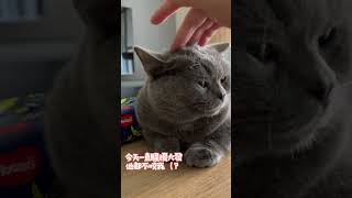 一直騷擾小貓咪～#catvideos #cats #寵物 #曼赤肯 #貓咪 #紀錄 #可愛