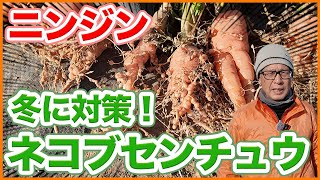 家庭菜園や農園のネコブセンチュウ対策は冬場が絶好のチャンス！ニンジンのネコブセンチュウ被害や薬剤を使わない対策を徹底解説！【農園ライフ】