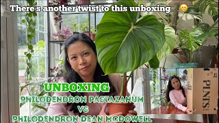 Philodendron Pastazanum vs. Philodendron Dean McDowell |Philodendron Pastazanum Unboxing |PLNTS.com