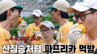 지석진×유재석, 밭일하다 말고 배고픔에 생 파프리카 먹방