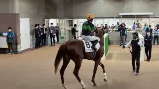 メイクデビュー東京 ホースプレビュー