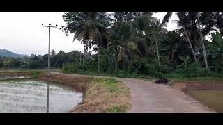 The amazing beauty of Srilanka 🇱🇰 / Alawwa paddyfield / Filipina in Srilanka