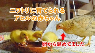 ニワトリに育てられるアヒルの赤ちゃん