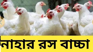 নাহার বাচ্চা মুরগী হবে দারুণ কিছু | রোখে দাও সিন্ডিকেট | খামারী বাঁচাও | বেকারত্ব কমাও |