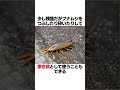 フナムシが釣りエサとして優秀すぎる‼️