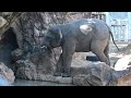 アジアゾウアルンasian elephant arun 2025年2月19日