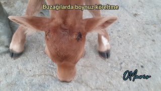 Buzağılarda boynuz köreltme