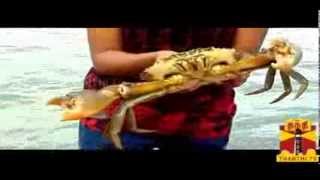 NAADODI - Crab Hunting, Pulicat lake 29.12.2013 Thanthi TV